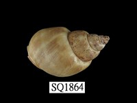 藏品(波部鳳螺)的圖片